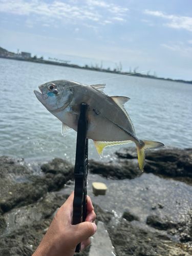 メッキの釣果