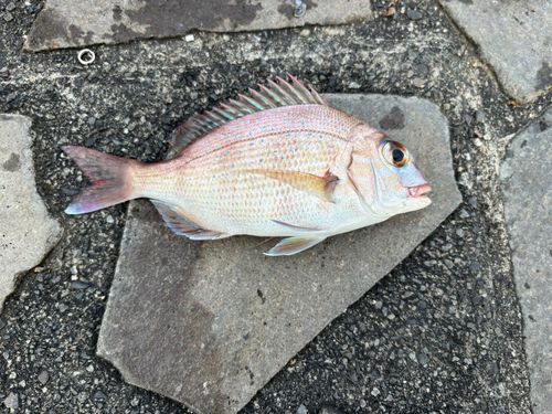 タイの釣果