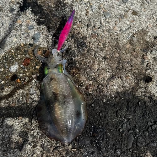 魚津漁港