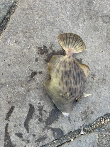カワハギの釣果