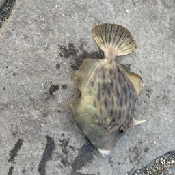 カワハギ