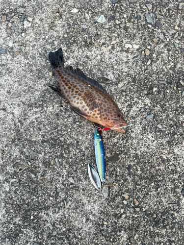 オオモンハタの釣果