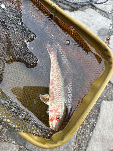 ヒメジの釣果