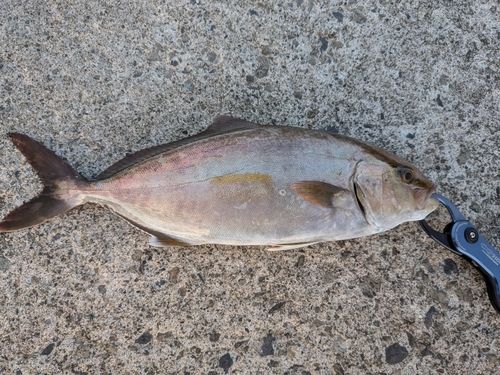 ショゴの釣果