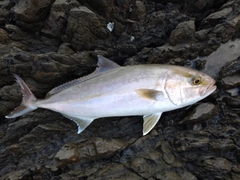 カンパチの釣果