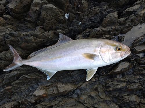 カンパチの釣果