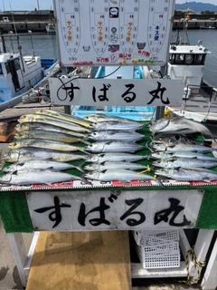 サゴシの釣果