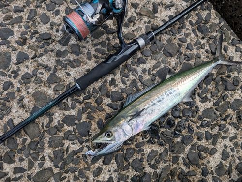 サゴシの釣果