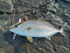 ショゴの釣果