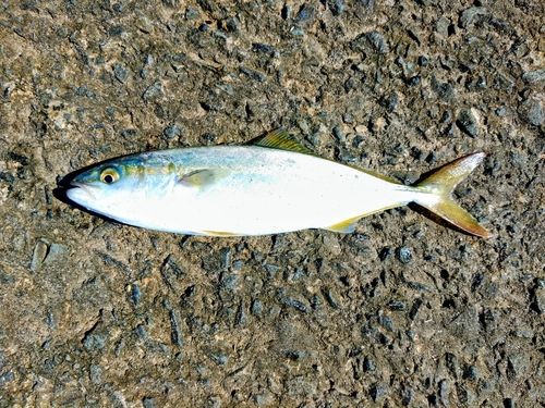 ワカシの釣果