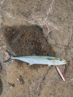 サゴシの釣果