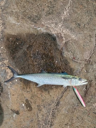 サゴシの釣果
