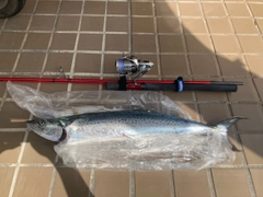 サワラの釣果