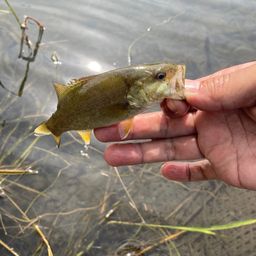 スモールマウスバス