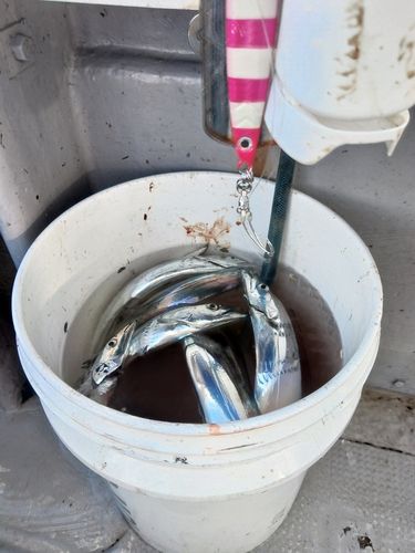 タチウオの釣果
