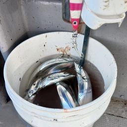 タチウオ