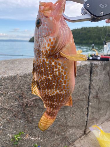 キジハタの釣果