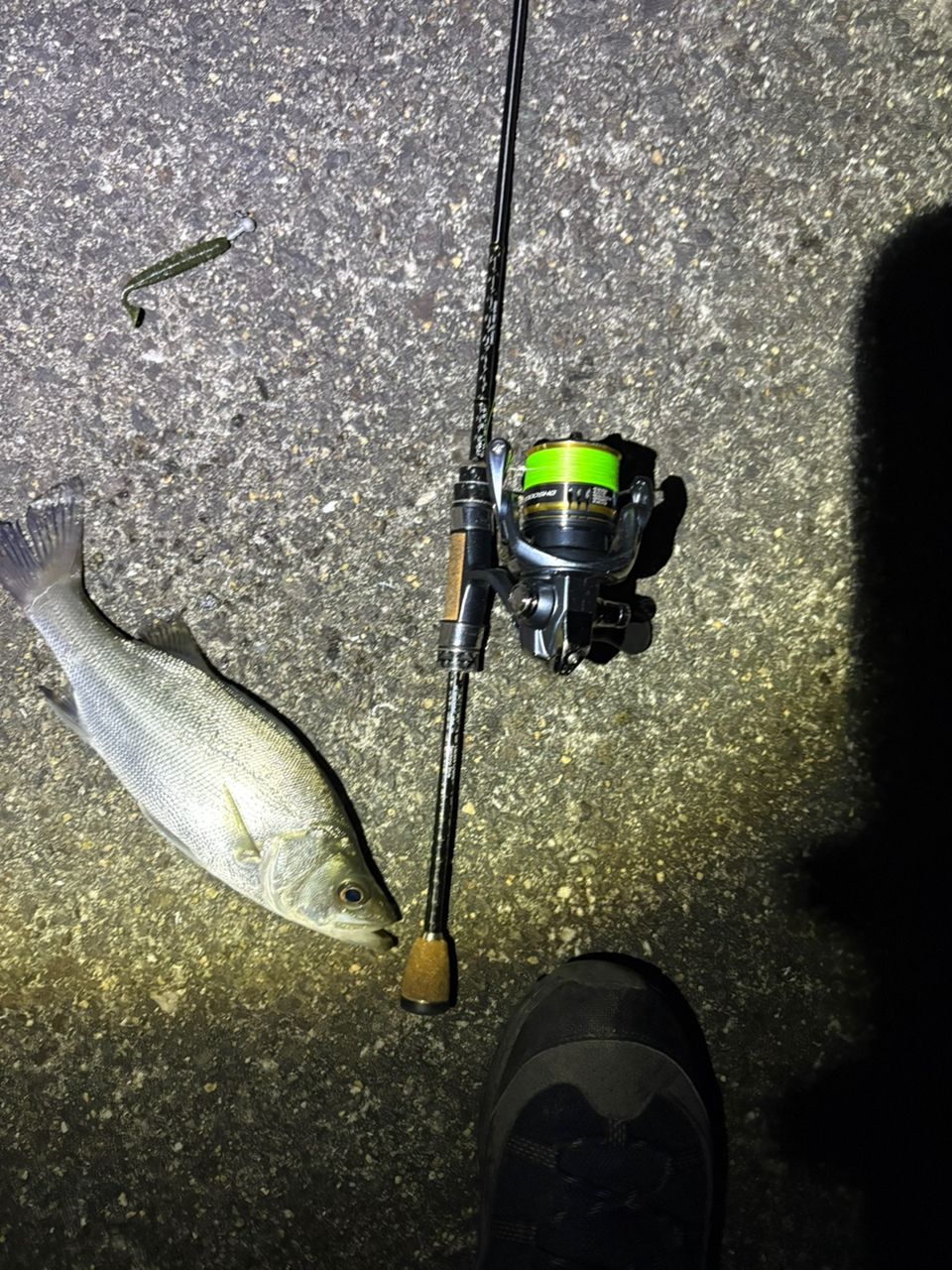 SHIMANO 21アルテグラ C2000SHGの最安値・インプレ・釣果 | 本音