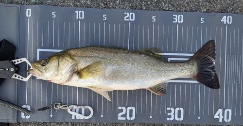 シーバスの釣果