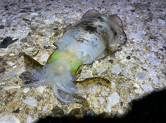 アオリイカの釣果