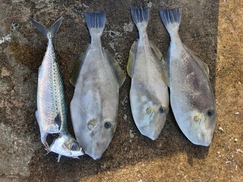 ウスバハギの釣果