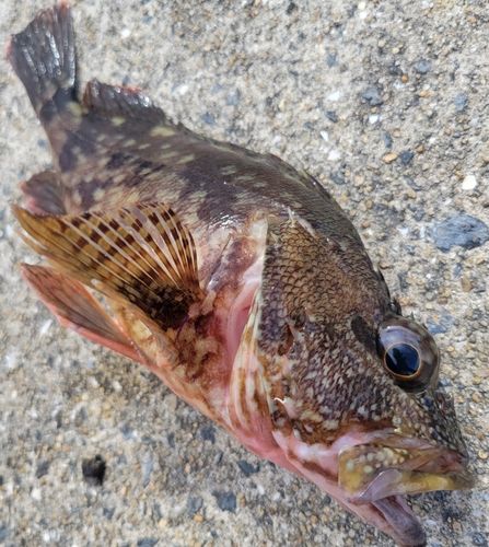 カサゴの釣果