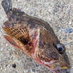 カサゴ
