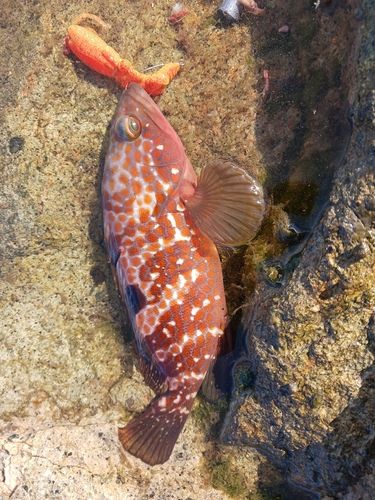 キジハタの釣果