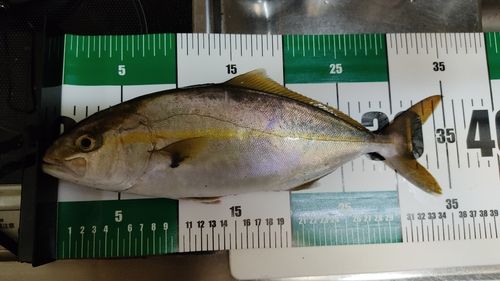 ショゴの釣果