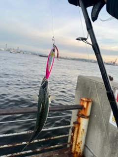 サバの釣果