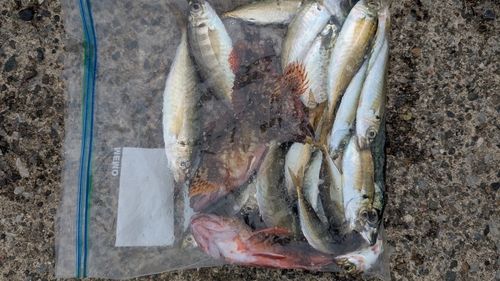 海辺つり公園