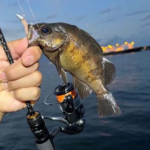 メバルの釣果