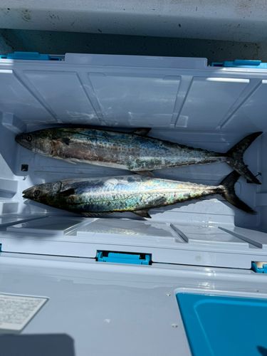 サワラの釣果