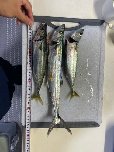 サバの釣果