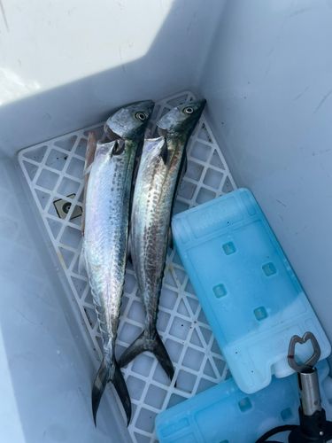 サゴシの釣果