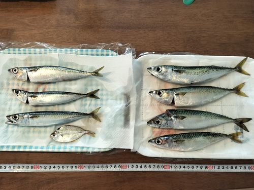 サバの釣果