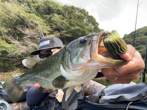 ブラックバスの釣果