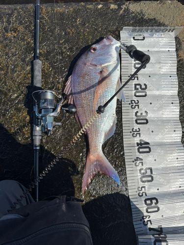 タイの釣果