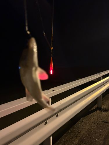 セイゴ（タイリクスズキ）の釣果