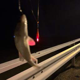 セイゴ（タイリクスズキ）