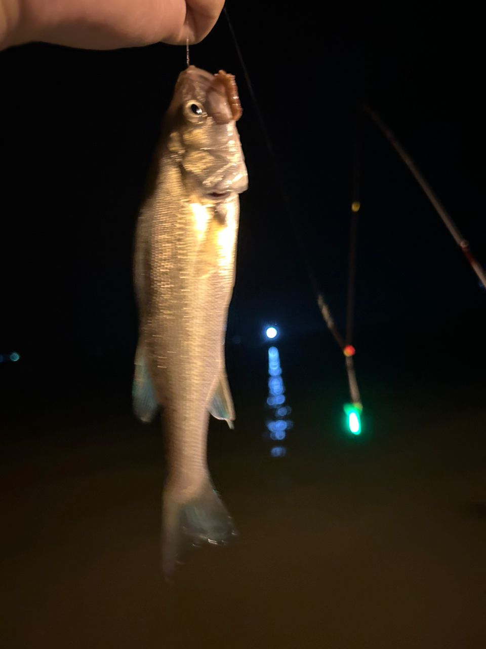 セイゴ（タイリクスズキ）