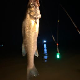 セイゴ（タイリクスズキ）