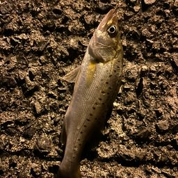 セイゴ（タイリクスズキ）