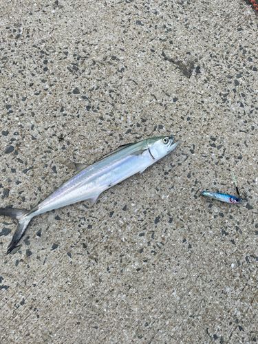 サゴシの釣果