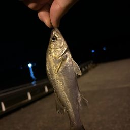 セイゴ（タイリクスズキ）