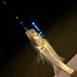 セイゴ（タイリクスズキ）