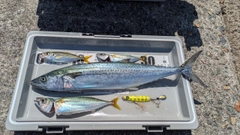 サゴシの釣果