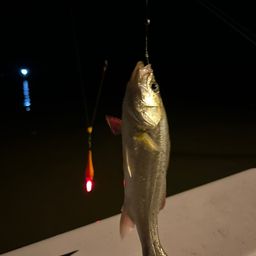 セイゴ（タイリクスズキ）