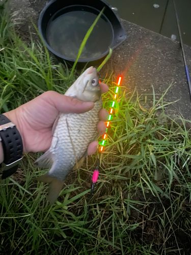 フナの釣果