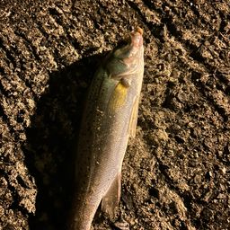 セイゴ（タイリクスズキ）